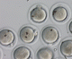 Scientists attach barcodes to mouse embryos — human ones coming soon