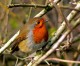 Quantum ‘weirdness’ used by plants, animals