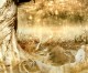 U.S. Foundation gives $5 million grant to research and study immortality