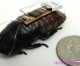 Cyborg Cockroaches to gather intel, future �emergency responders�