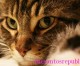 21st Century Employees: Guard Cats in Public Service