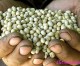 COMBATTING GLOBAL FOOD CRISIS: FUNGI OFFER NON-GM WAY TO ENHANCE FOOD CROPS