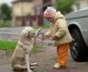 Europe: German Bundestag passes ban on Bestial Tourism