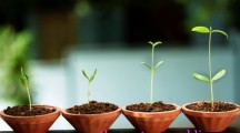New Insights Into How Plants Grow in Response to Light, Water and Gravity
