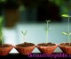 New Insights Into How Plants Grow in Response to Light, Water and Gravity