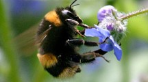 Studies Find Wild Bees and Insects Essential to Food Security